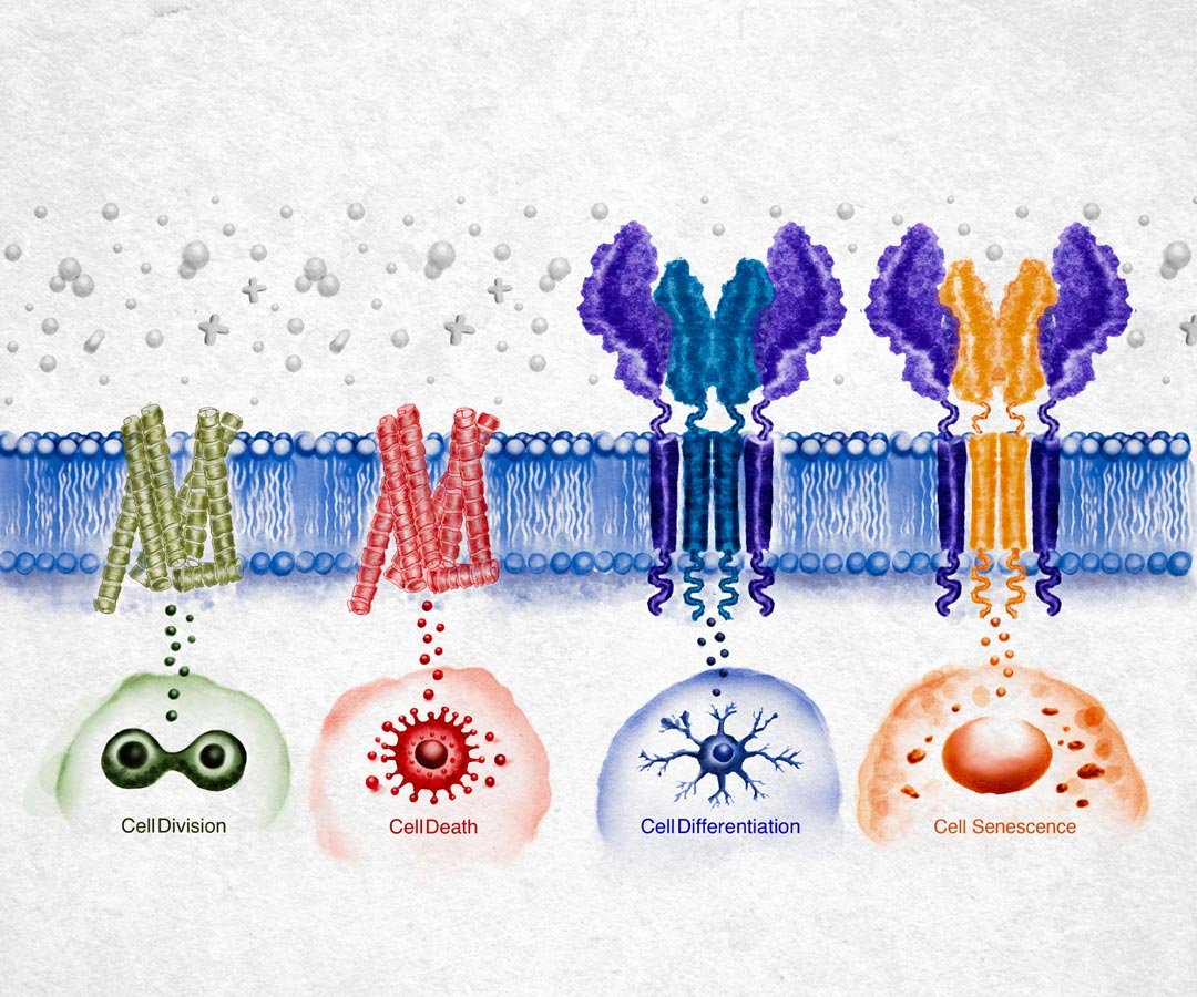 Decoding-Signaling-Specificity-1080