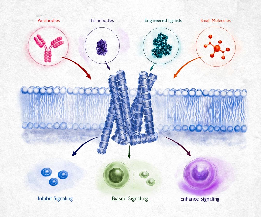 Engineering-Receptor-Signaling-1080