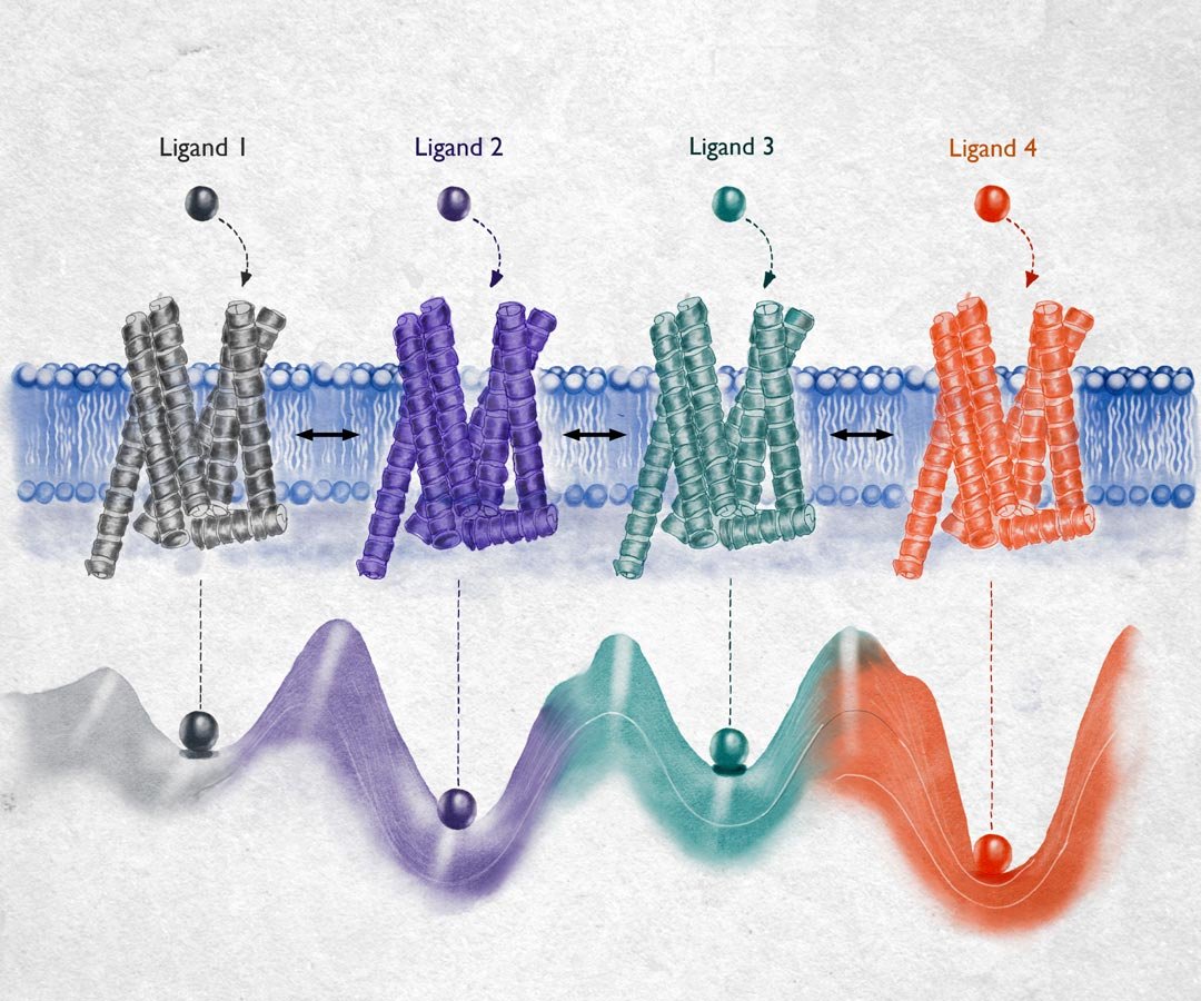Receptor-Activation-Dynamics-1080
