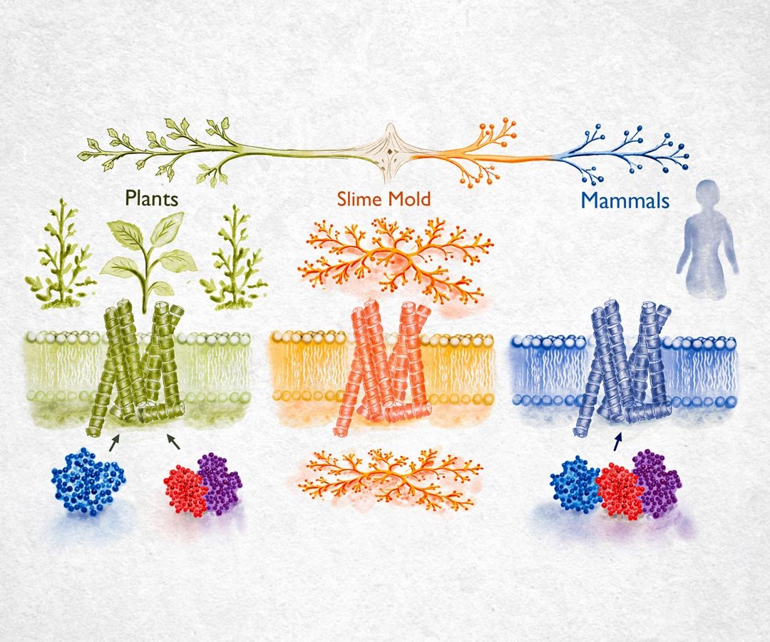 Signaling-Across-Evolution-1080